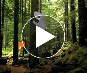 exemple-carte-voeux-video-nature-neologis-videostorytelling