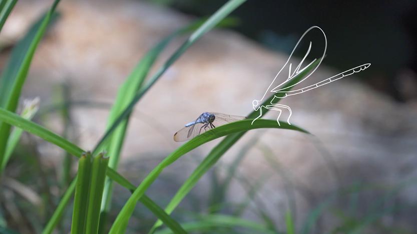 La vidéo interview, un outil puissant en faveur de la biodiversité